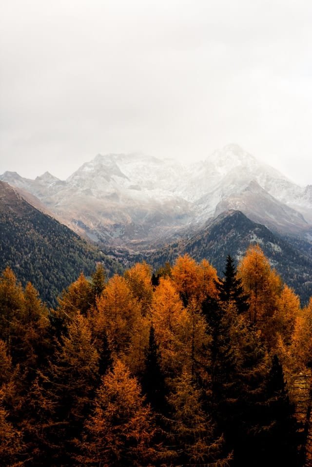 Mountain forest in autumn