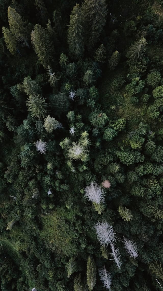 Nordic forest from above